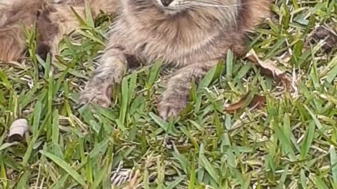 Gato En Siesta Tres