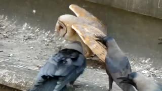 A poor baby Owl being attacked by a flock of crows