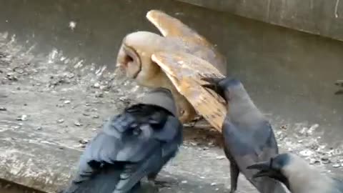 A poor baby Owl being attacked by a flock of crows