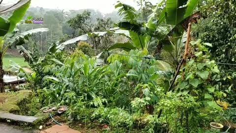 Tiba tiba turun hujan deras di pedesaan lezat sekali menikmati makanan tradisional