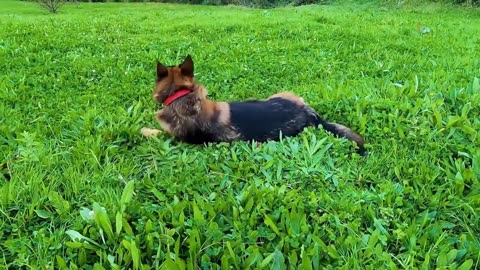 German Shepherd Dogs in Action