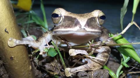 Close-up of the frog roaming freely