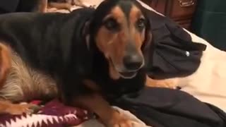 Basset hound wags tail into blonde chihuahua on bed