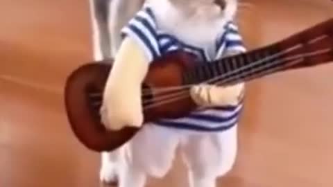 Funny Cat Rock and Roll! #shorts