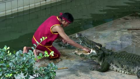 Thailand Tame Crocodile