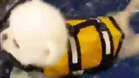 Cute pomerian puppy learning how to swim