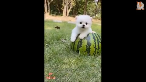 Most famous Pomeranian compilation