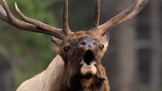 bull elk