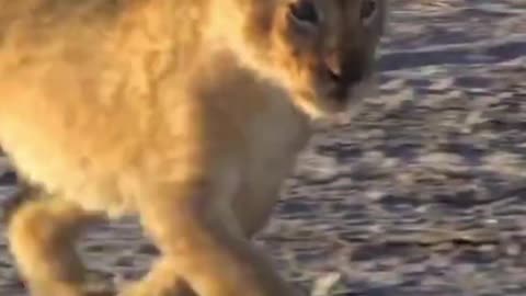 BABY TIGER VS BABY LION😂MOST FUNNY AND CUTE BABY TIGER AND LION VIDEOS