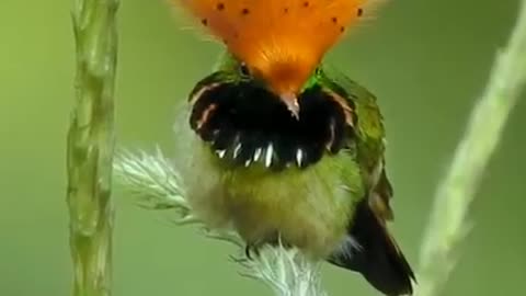 Spangled Coquette Bird