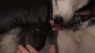 Husky is asked to give high five bites hand instead