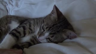 Very Funny Little Cat Stretches His Toes When I Tickle His Paw