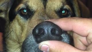 Owner squeezing brown dog's nose