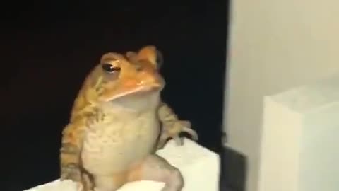 You won't believe what this frog did!