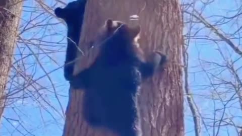 Oh, my God, can these two bear cubs climb trees that well? This is surprising
