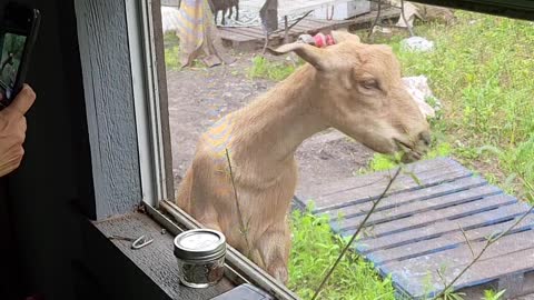 Goat Says Hello from the Window