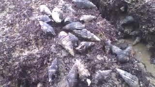 Snails on rocks on the beach, crustaceans stay close to each other [Nature & Animals]