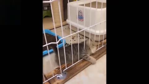 Cute And Funny kitty cats Try Not To Laugh To These Pets Compilation