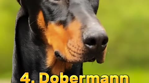 Top 10 most dangrous dogs