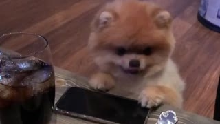 Small tan dog sits and paws table while owner eats in front of him