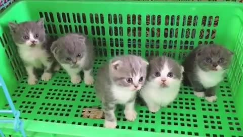 5 Curious Little Kittens