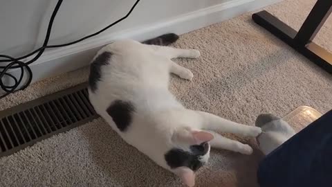 Cat Dislikes the Smell of Human Foot