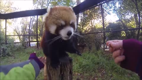 Red Pandas cutest and funniest compilation