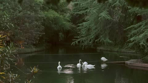 Extreme Long Shot of Swans in a Pond