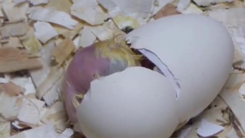 Baby Chick Hatching From Egg!