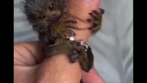 Awww cute baby animal