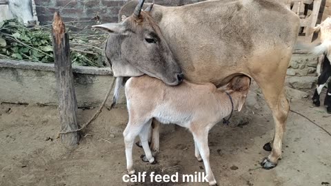 Mother love baby cow #cow #animal