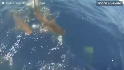 Pescadores encontram cardume de tubarões na Austrália