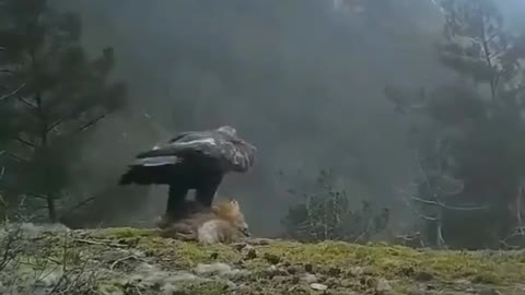 Most Spectacular EAGLES Eagle vs Wolf