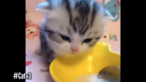 Aww Poor Kitty drinking Milk🥺