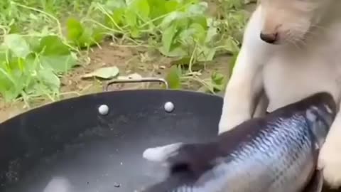 cute dog cooking