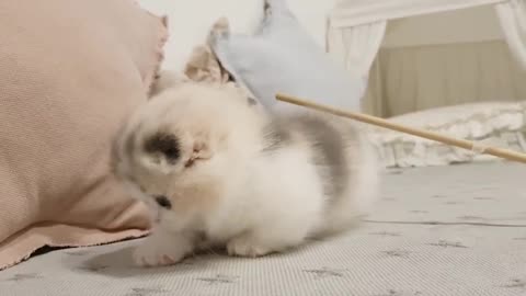 Here's a funny cat video with short paw cats