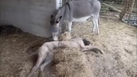 Disabled Dog Was Sad Because No Dogs Would Play With Her. Watch How This Donkey Cheers Her Up.