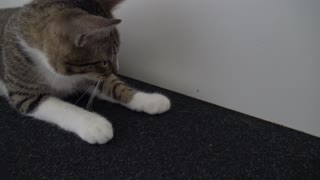 Adorable Baby Cat Plays with Small Fly