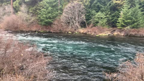 Forest Exploring Along the Shoreline of Metolius River – Central Oregon – 4K