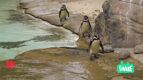 Amazing penguins play and swim in the water
