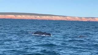 Whale Breach Next to Boat