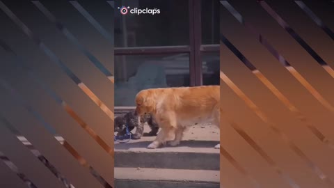 When the dog is abandoned and another dog helps him