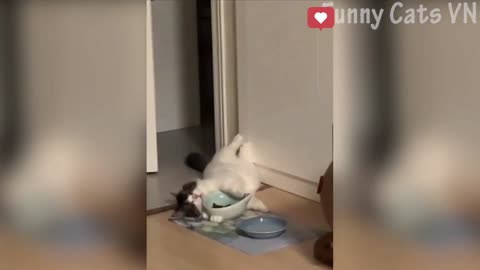 Cats random video clips funny 🤣🤣ghgf