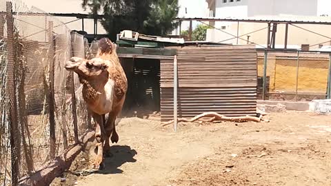 Camel Turned Hot by visitors attention