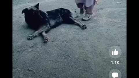 Dog plying with man