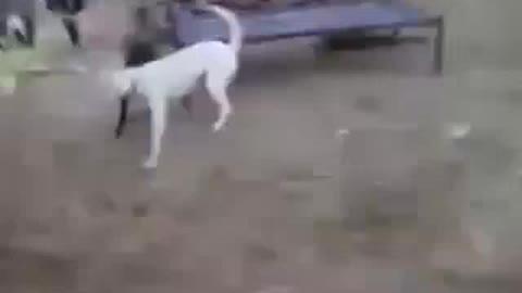 Dog Fight Lead To A Man Being Tossed Around Like A Peace Of Clothes