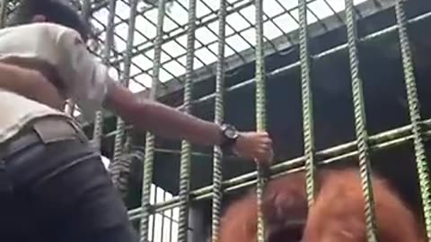 Orangutan grabs zoo visitor who jumped guardrail