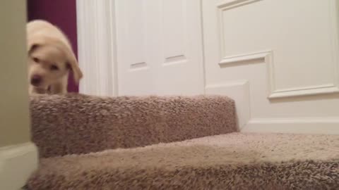 7-week-old yellow Lab goes down stairs for the first time