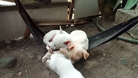 Puppies Hang Out on a Hammock