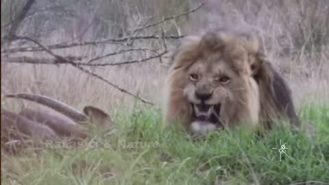 Animals has amazing skills | Forest Safari | OMG Video |